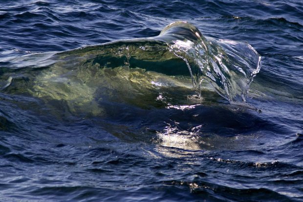 pic by steve ellsworth - tahoe wave art
